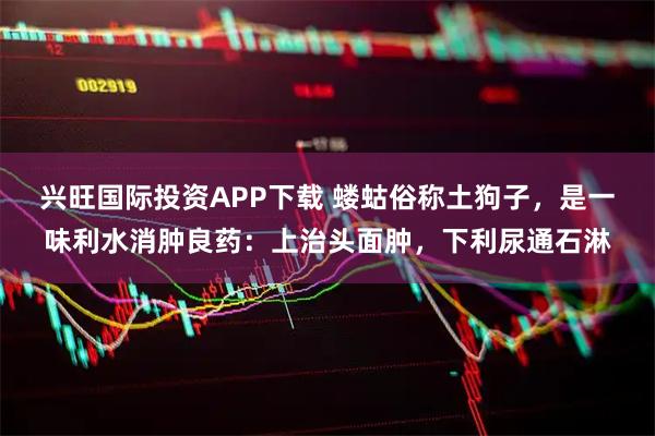 兴旺国际投资APP下载 蝼蛄俗称土狗子，是一味利水消肿良药：上治头面肿，下利尿通石淋